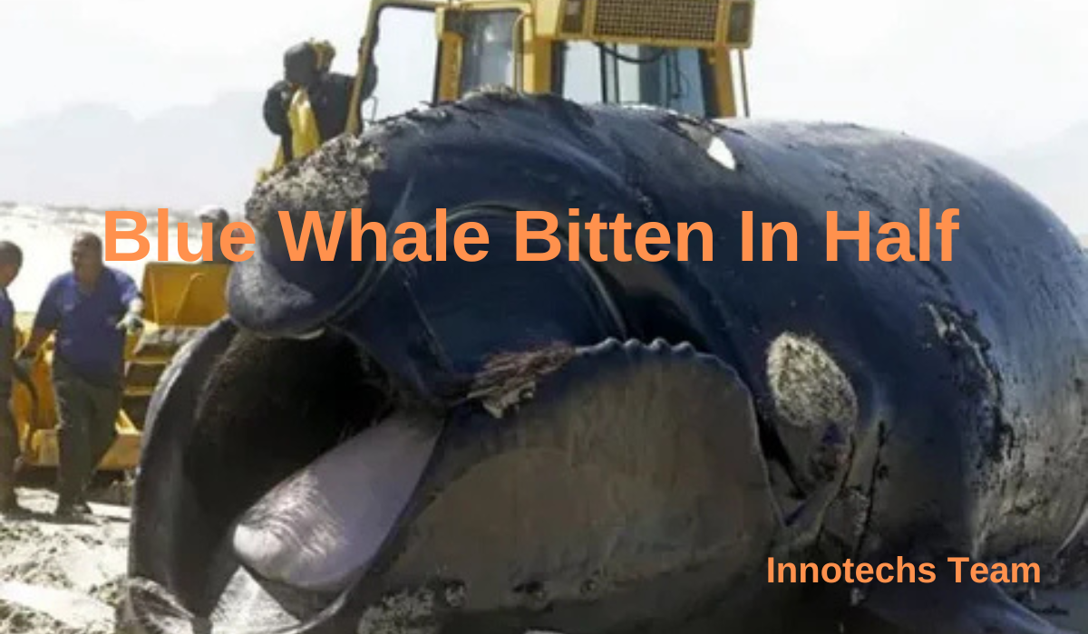 blue whale bitten in half